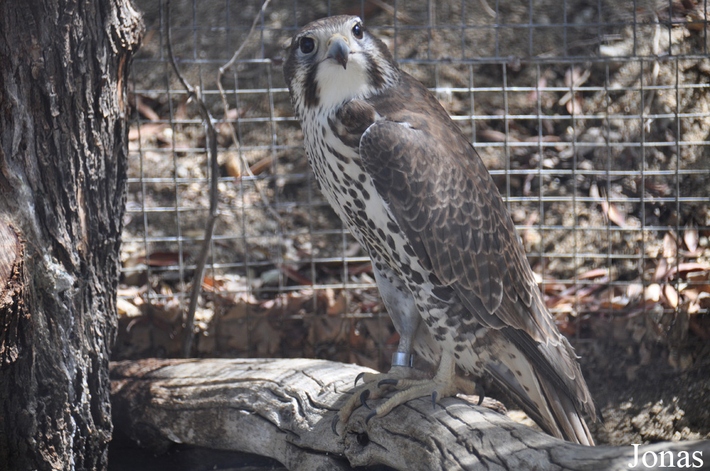Falco mexicanus