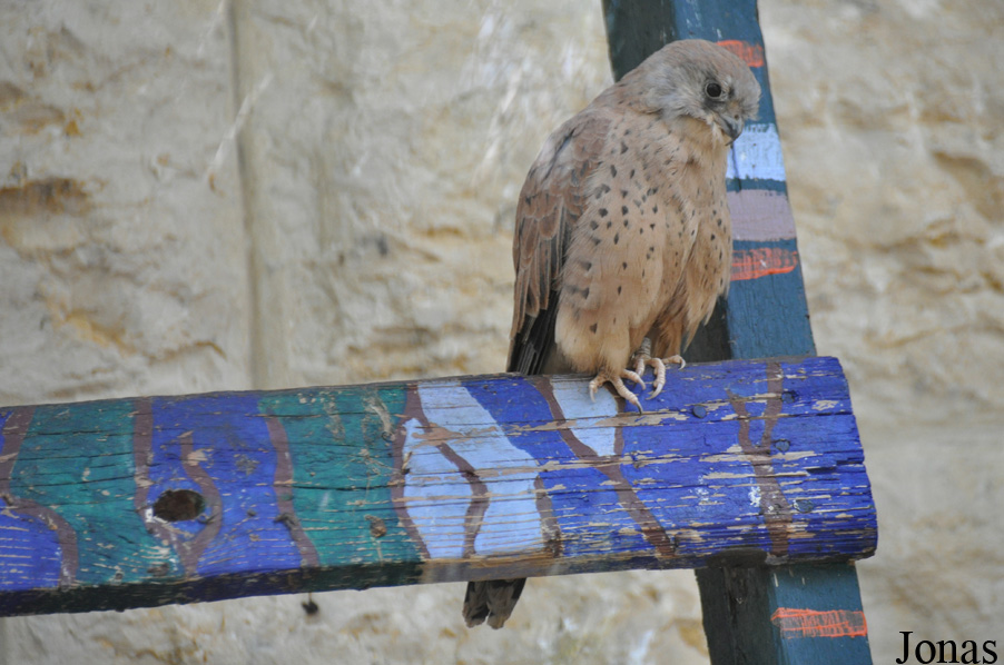 Falco naumanni