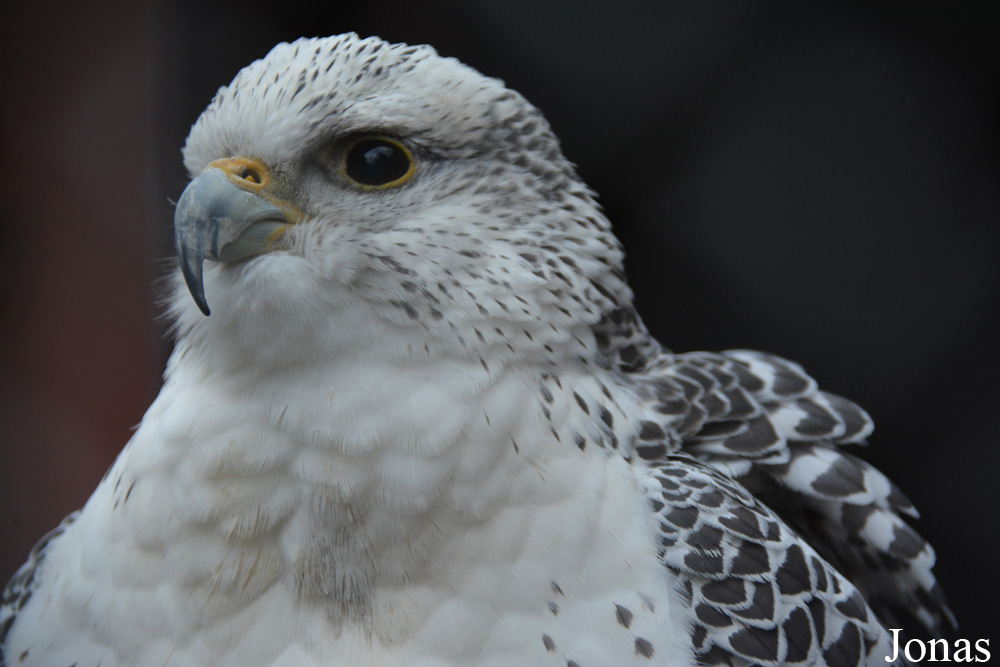 Falco rusticolus