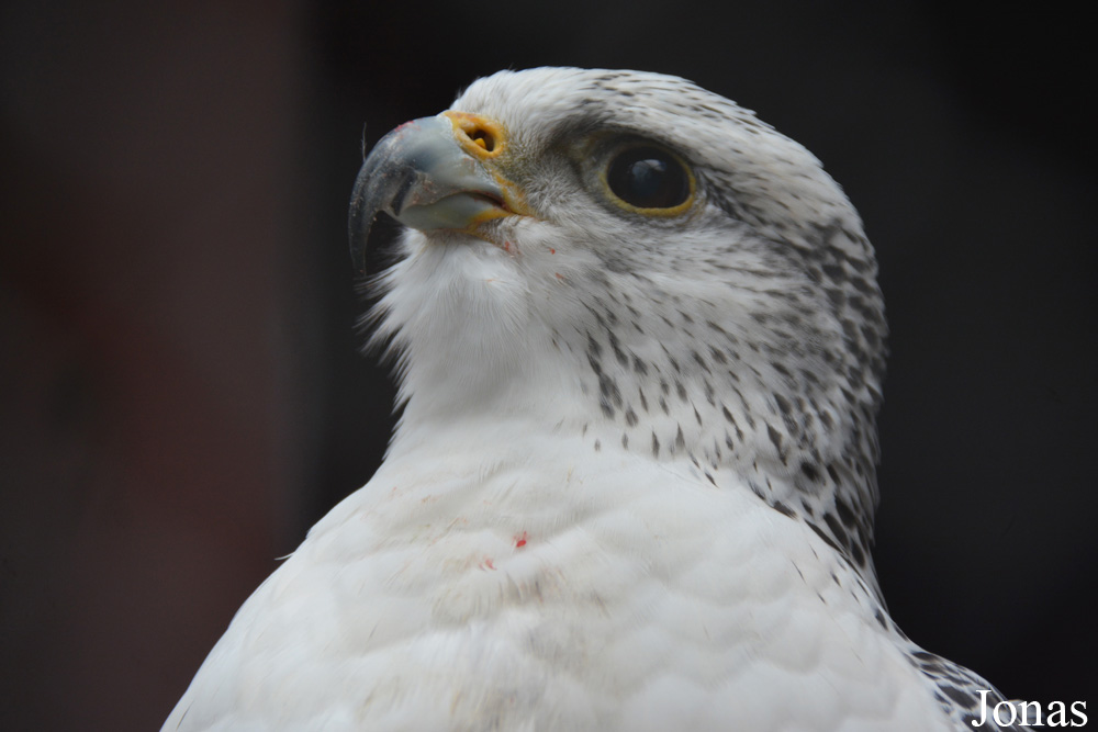 Falco rusticolus
