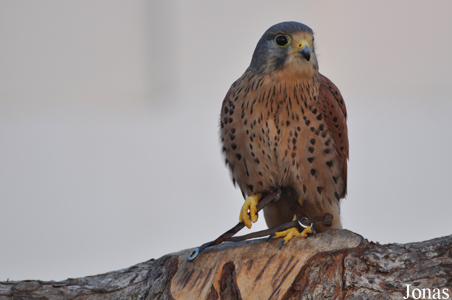 Falco sparverius