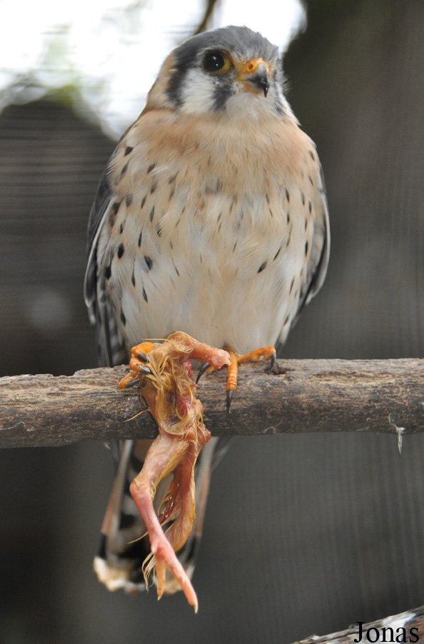 Falco sparverius