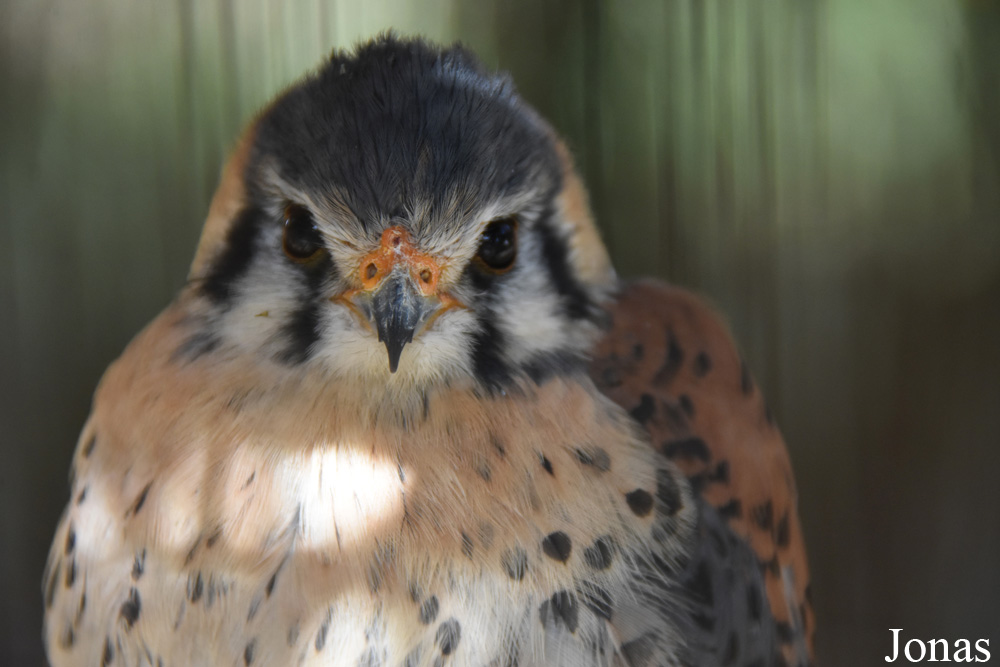 Falco sparverius