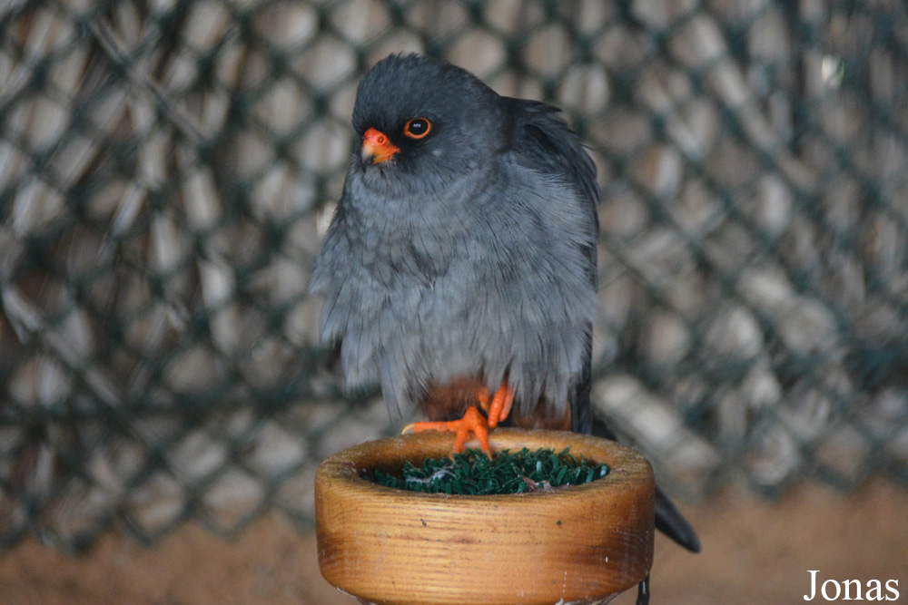 Falco vespertinus