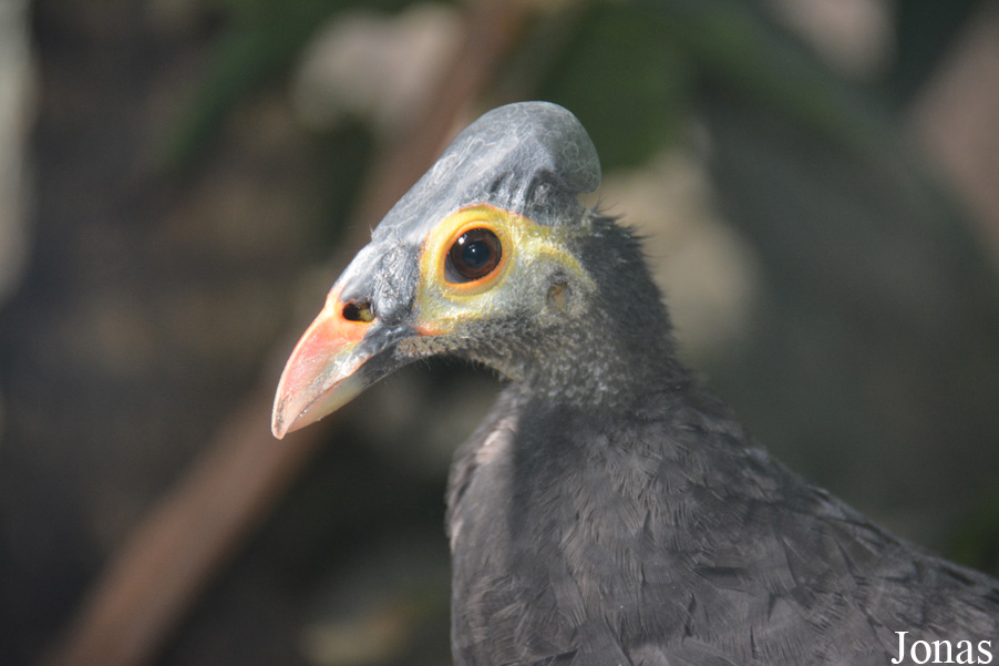 Macrocephalon maleo