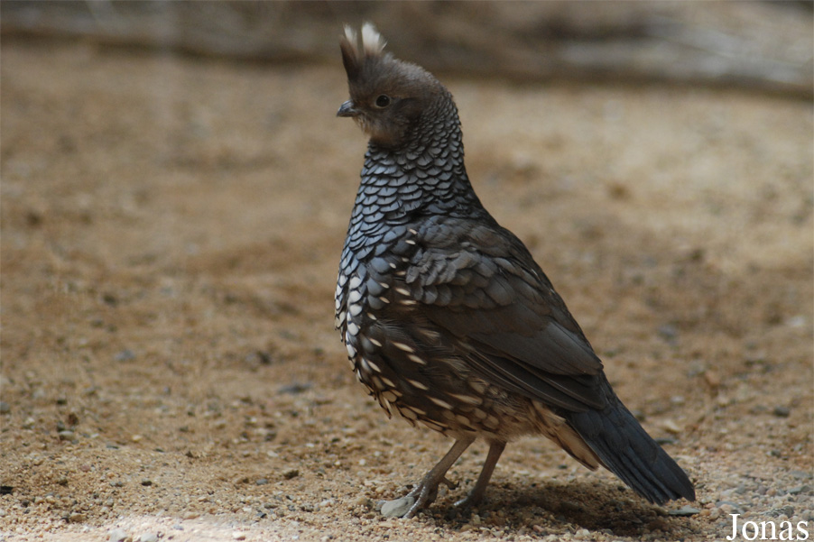 Callipepla squamata