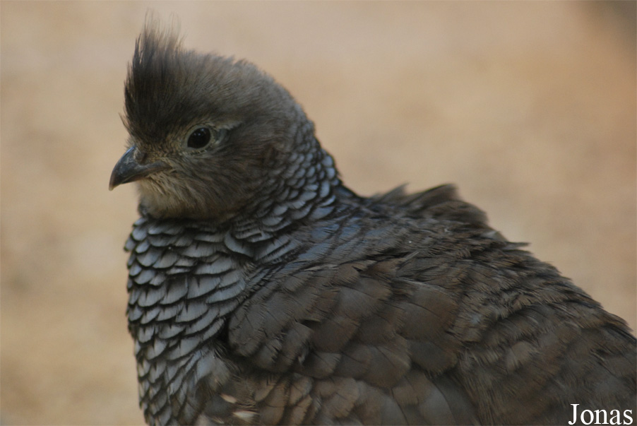 Callipepla squamata