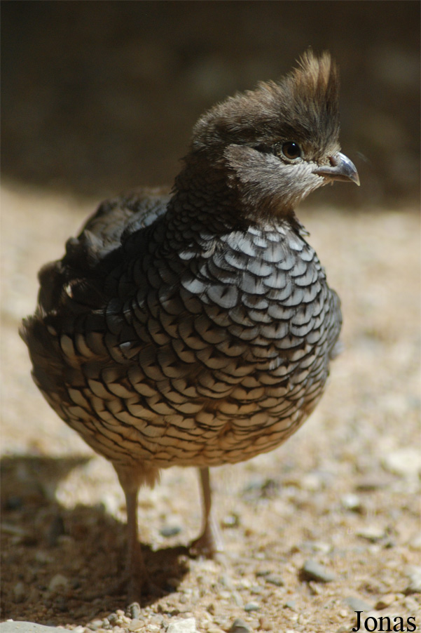 Callipepla squamata
