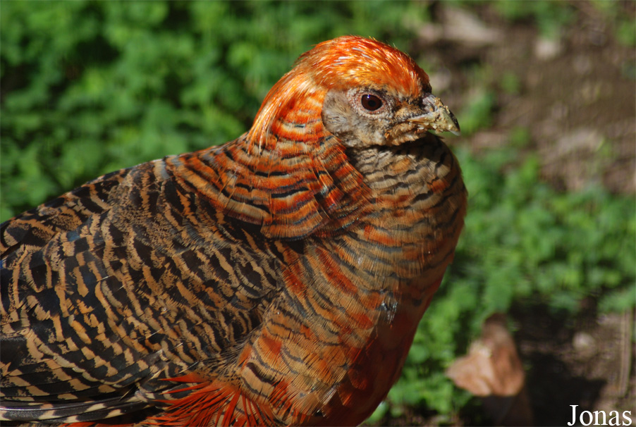 Chrysolophus pictus