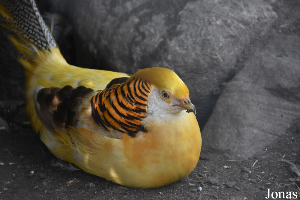 Chrysolophus pictus