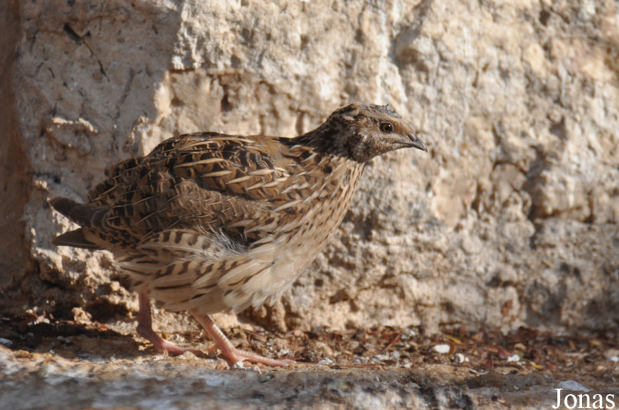 Coturnix coturnix