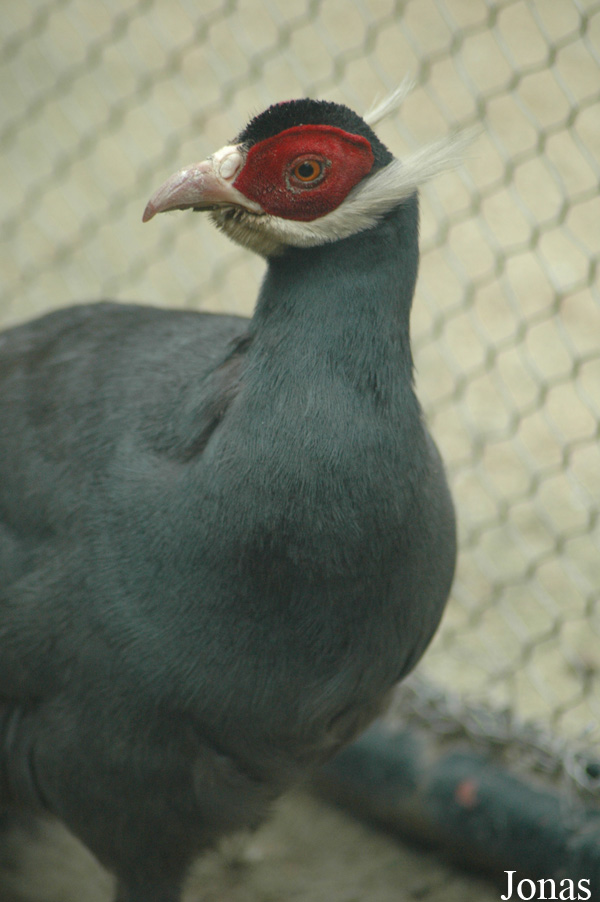 Crossoptilon auritum