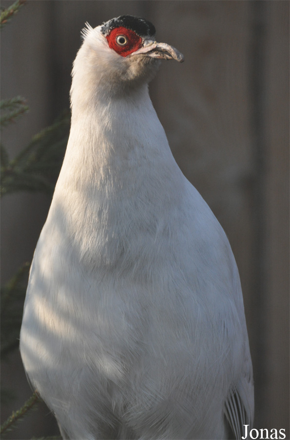 Crossoptilon crossoptilon drouynii