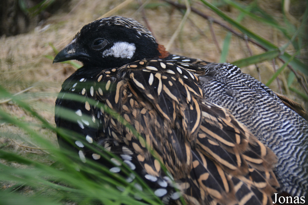 Francolinus francolinus