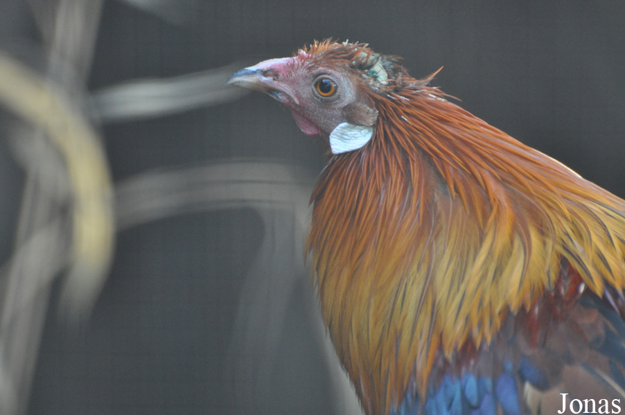 Gallus gallus