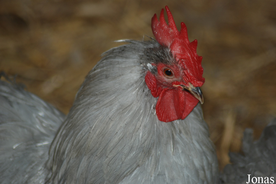 Poule Bantam de Pékin bleue