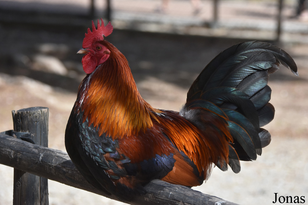 Poule domestique