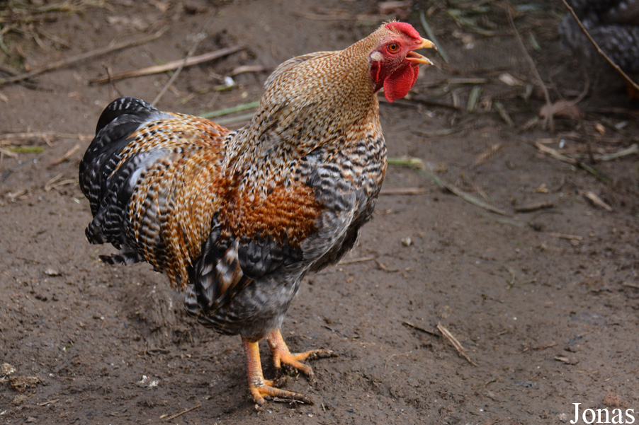 Poule domestique