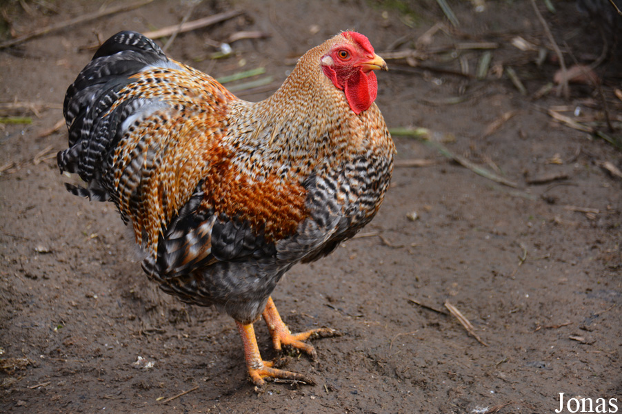Poule domestique