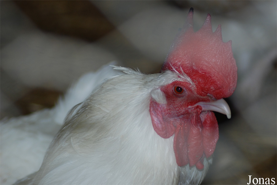 Poule Gatinaise blanche