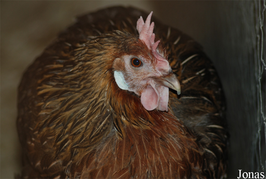 Poule Gauloise dorée
