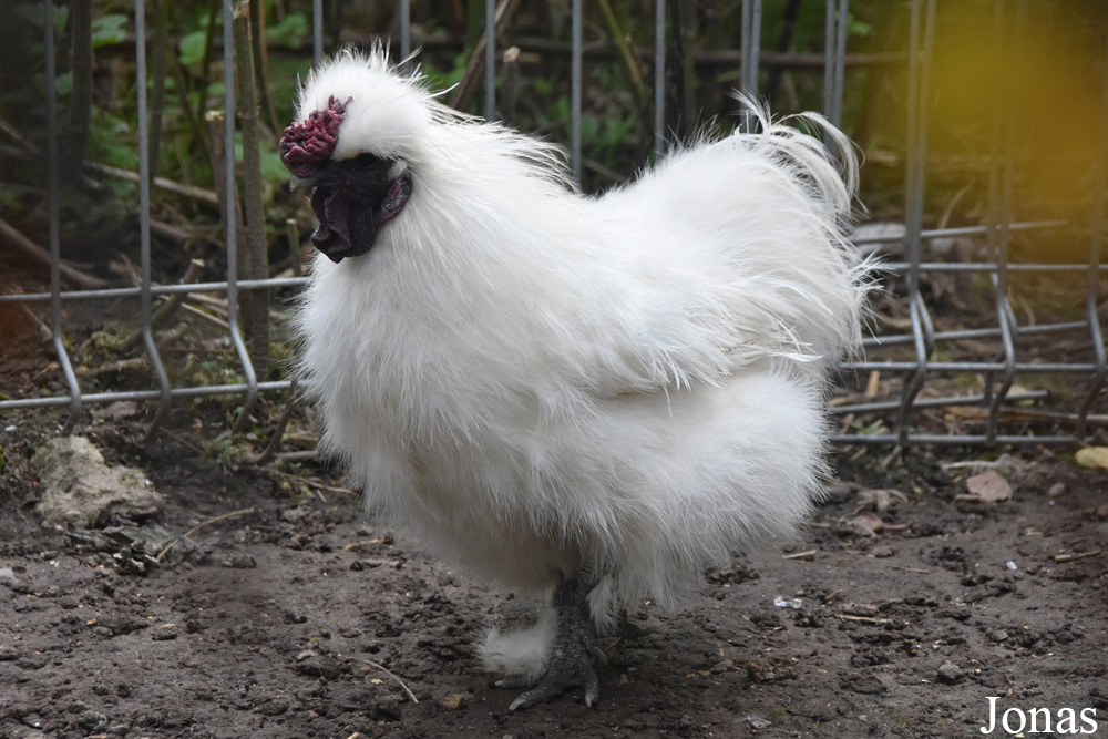 Poule Nègre-Soie