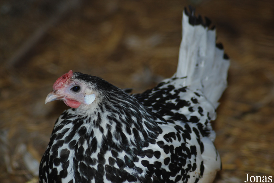 Poule Pailletée de Hambourg