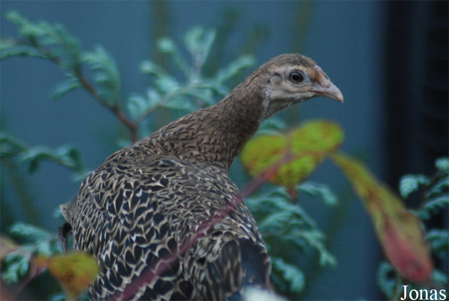 Gallus varius