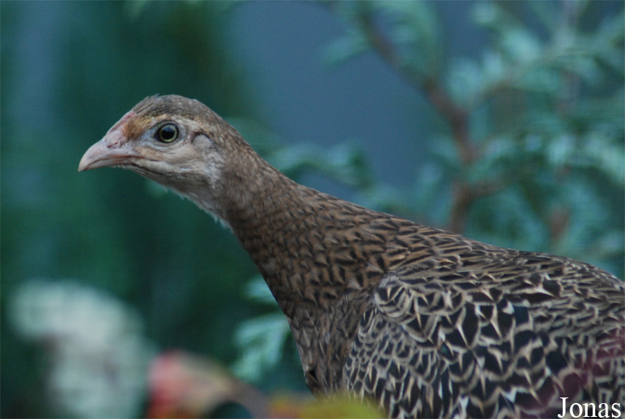 Gallus varius