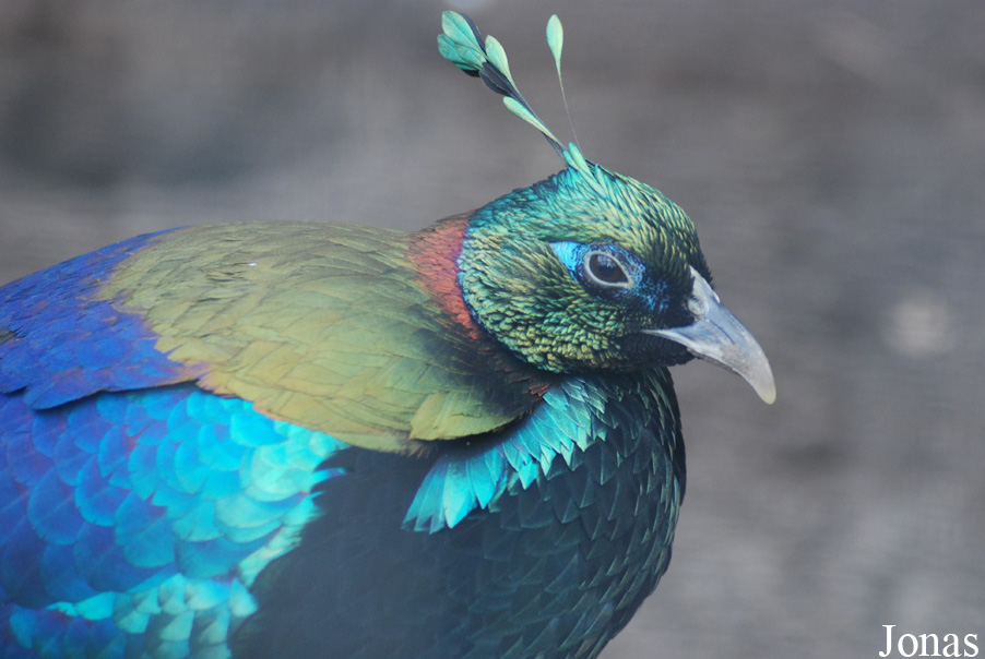 Lophophorus impejanus