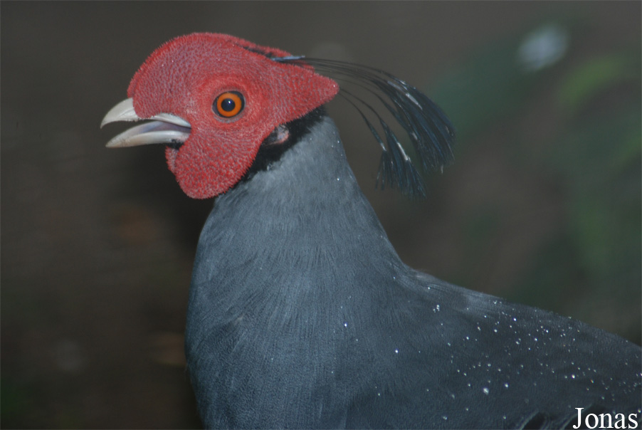 Lophura diardi