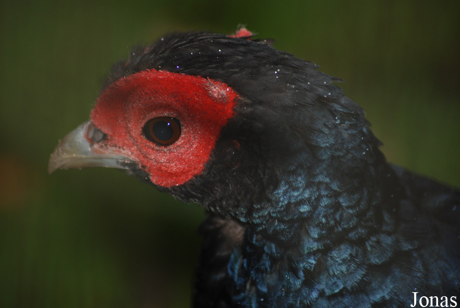 Lophura erythrophthalma