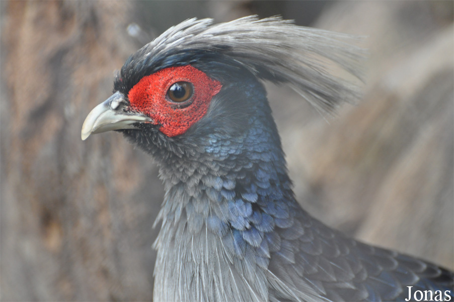 Lophura leucomelanos hamiltonii