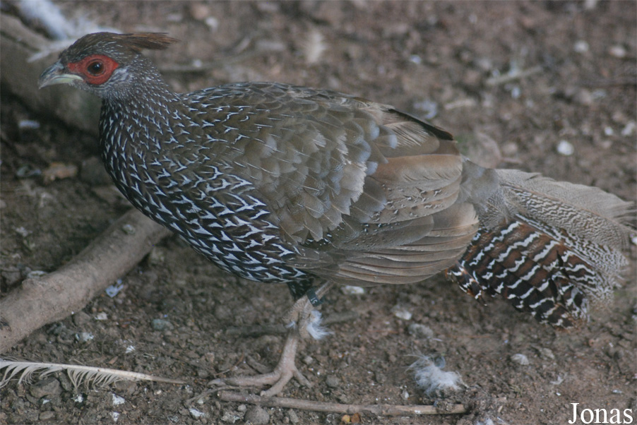 Lophura nycthemera crawfurdi