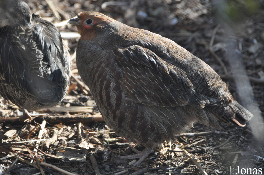 Perdix perdix