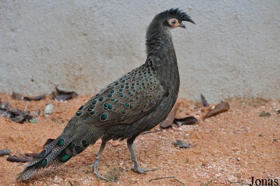 Polyplectron malacense