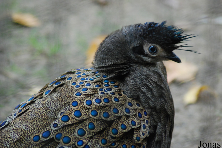 Polyplectron malacense