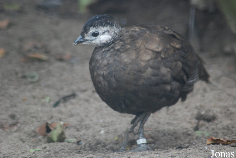 Polyplectron napoleonis