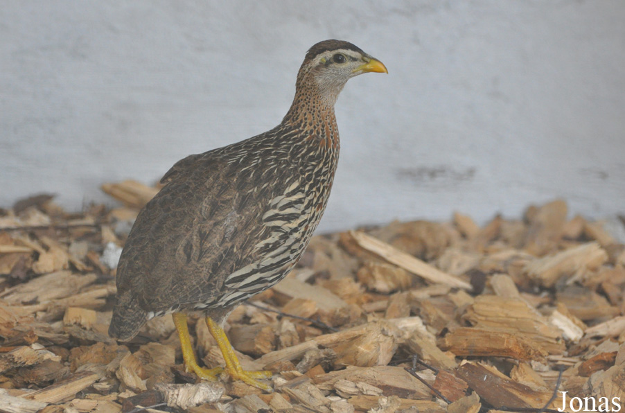 Pternistis bicalcaratus