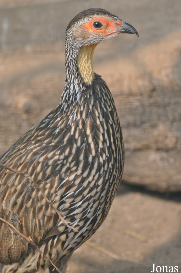 Pternistis leucoscepus