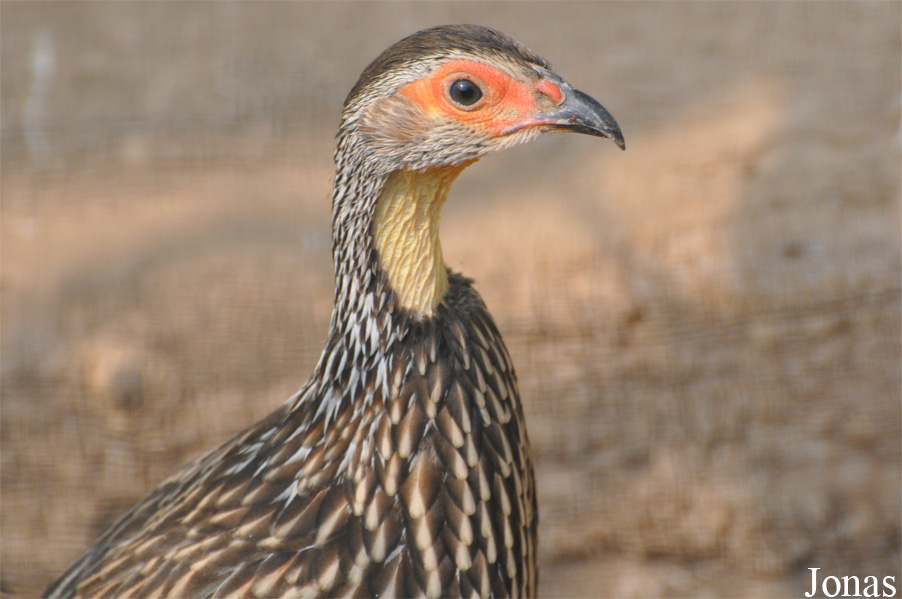 Pternistis leucoscepus