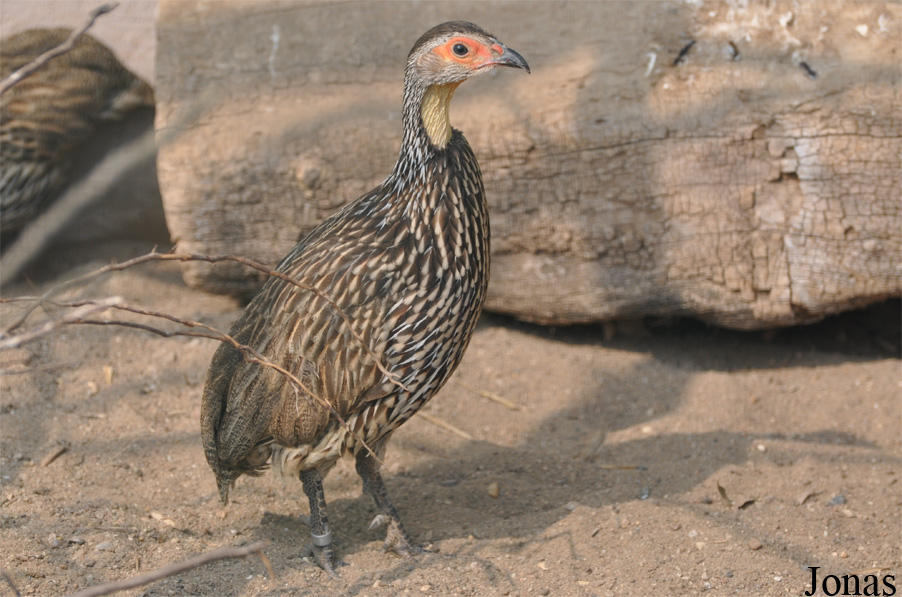 Pternistis leucoscepus
