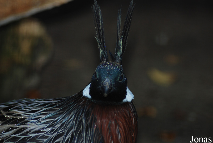 Pucrasia macrolopha