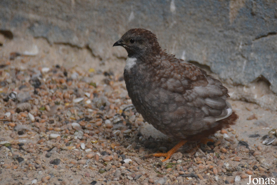 Synoicus chinensis