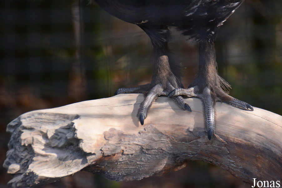 Tetrao urogallus