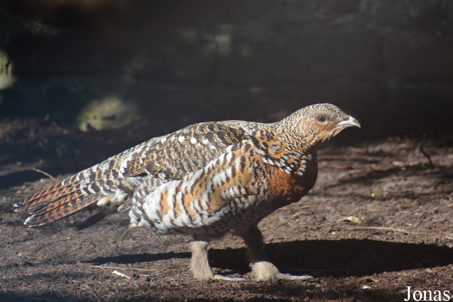 Tetrao urogallus