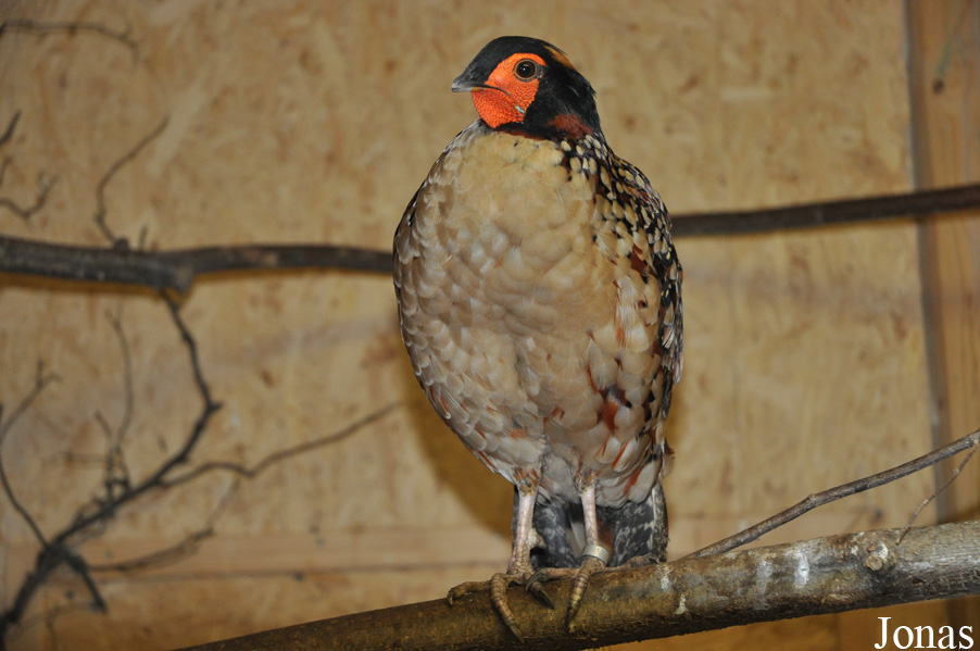 Tragopan caboti