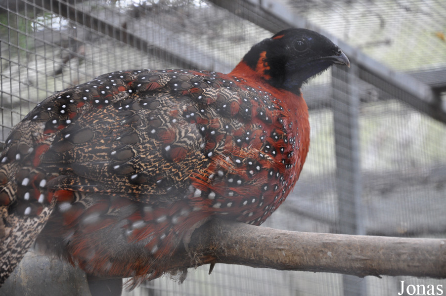Tragopan satyra