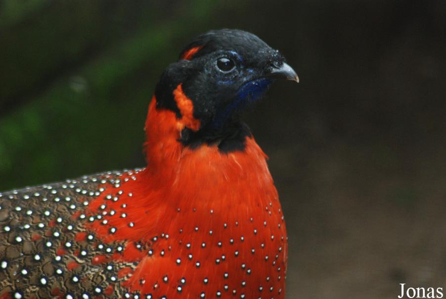 Tragopan satyra