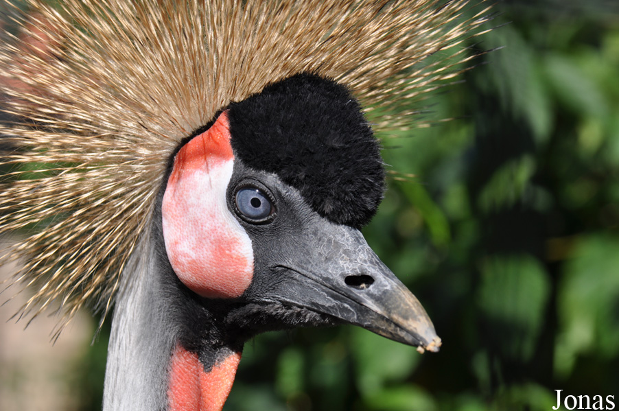 Balearica regulorum gibbericeps